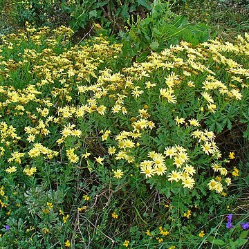 Argyranthemum maderense unspecified picture