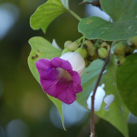 Argyreia mollis unspecified picture