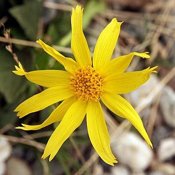 Arnica griscomii unspecified picture