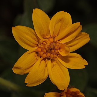 Arnica ovata unspecified picture