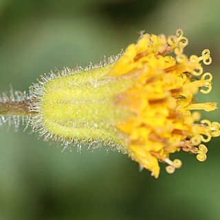 Arnica parryi unspecified picture