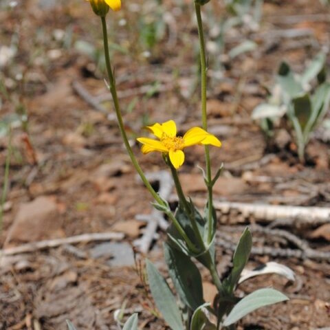 Arnica dealbata unspecified picture