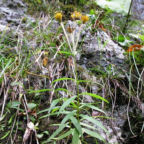 Arnica mallotopus unspecified picture