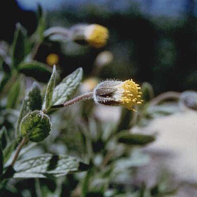 Arnica venosa unspecified picture