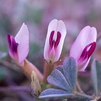 Astragalus newberryi unspecified picture