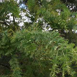 Acacia pubescens unspecified picture