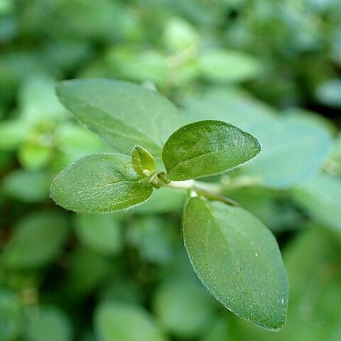 Acanthoprasium integrifolium unspecified picture