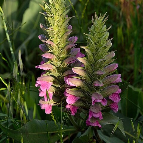 Acanthus dioscoridis unspecified picture