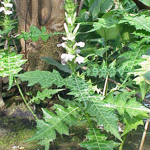 Acanthus unspecified picture