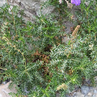 Acaena trifida unspecified picture