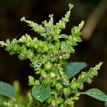 Acalypha ciliata unspecified picture