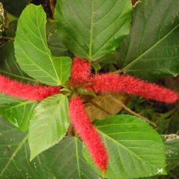 Acalypha unspecified picture