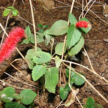 Acalypha chamaedrifolia unspecified picture