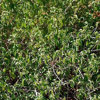 Acalypha fruticosa unspecified picture