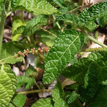 Acalypha nemorum unspecified picture