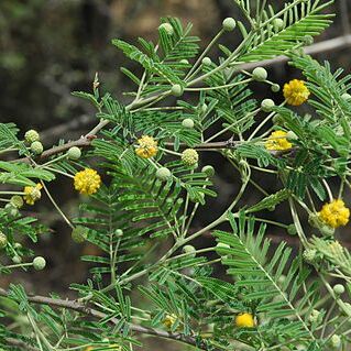 Acacia aroma unspecified picture