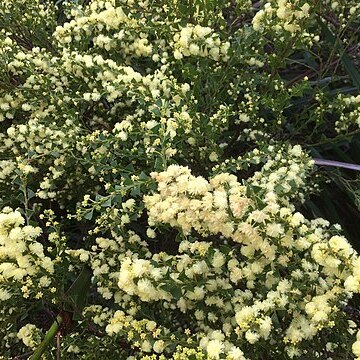 Acacia littorea unspecified picture