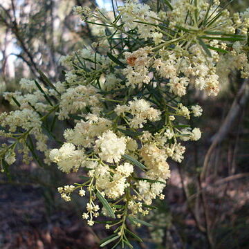 Acacia linifolia unspecified picture