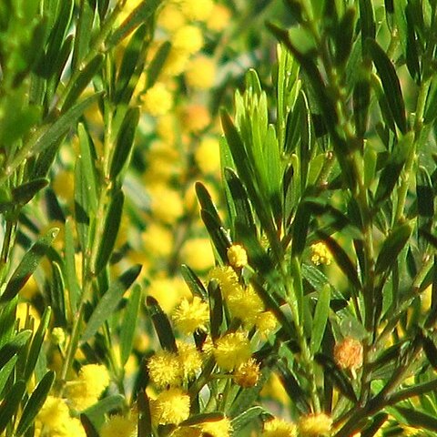 Acacia lineata unspecified picture