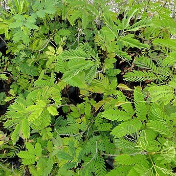 Acacia polyphylla unspecified picture