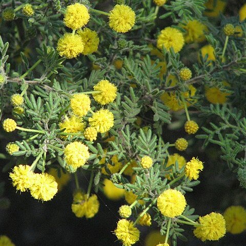 Acacia plicata unspecified picture