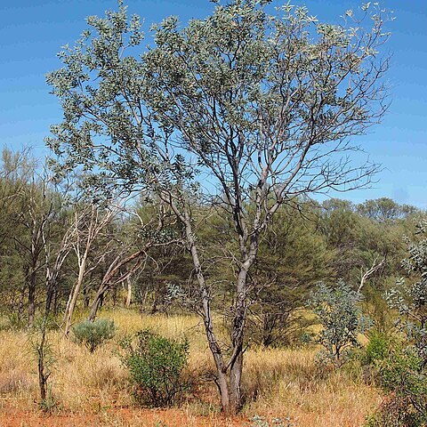 Acacia pruinocarpa unspecified picture