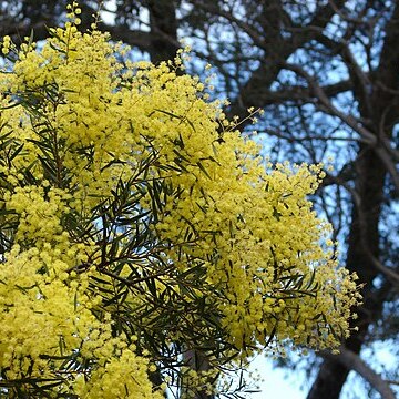 Acacia prominens unspecified picture