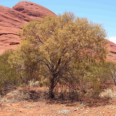 Acacia paraneura unspecified picture