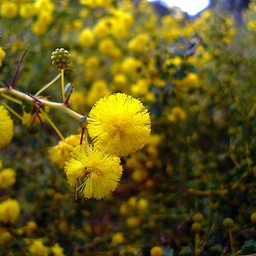 Acacia pulchella unspecified picture