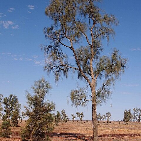 Acacia peuce unspecified picture