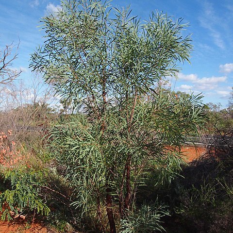 Acacia torulosa unspecified picture