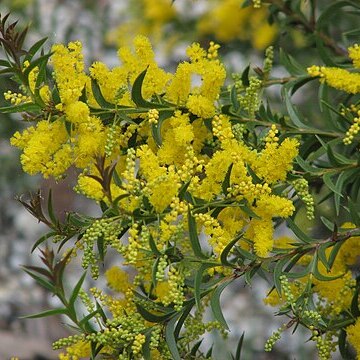 Acacia triptera unspecified picture