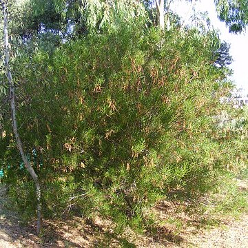 Acacia dodonaeifolia unspecified picture