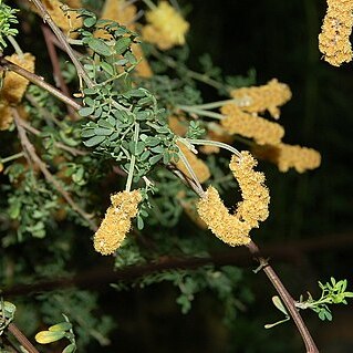 Acacia drummondii unspecified picture