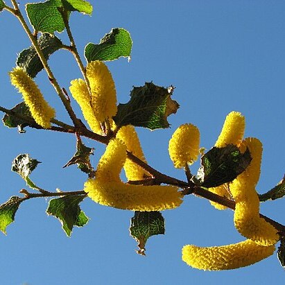 Acacia denticulosa unspecified picture