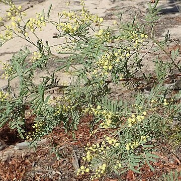 Acacia deanei unspecified picture