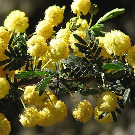 Acacia nigricans unspecified picture