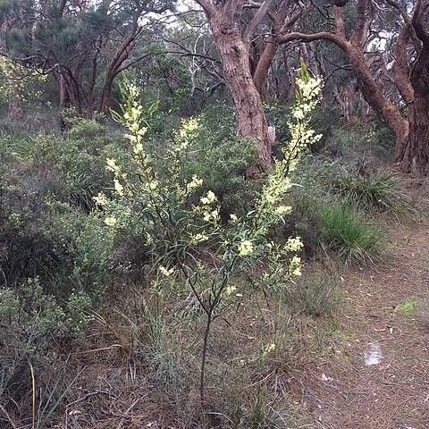 Acacia nervosa unspecified picture