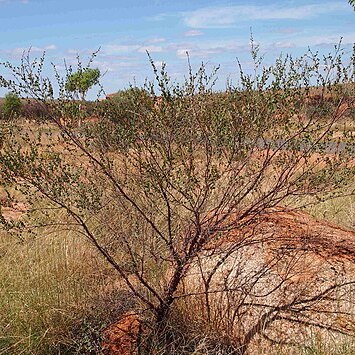 Acacia monticola unspecified picture