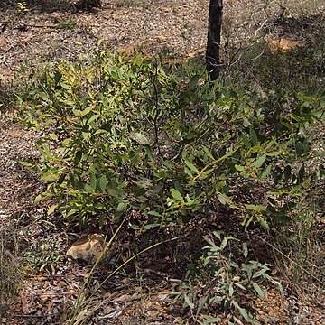 Acacia complanata unspecified picture