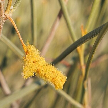 Acacia ramulosa unspecified picture