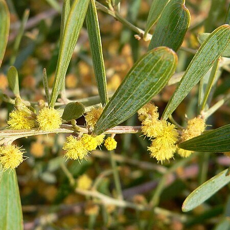 Acacia redolens unspecified picture