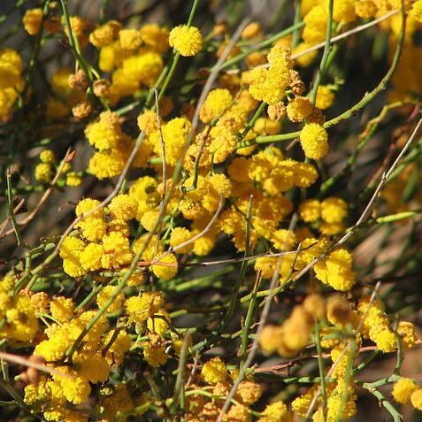 Acacia restiacea unspecified picture