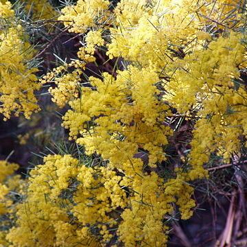 Acacia boormanii unspecified picture