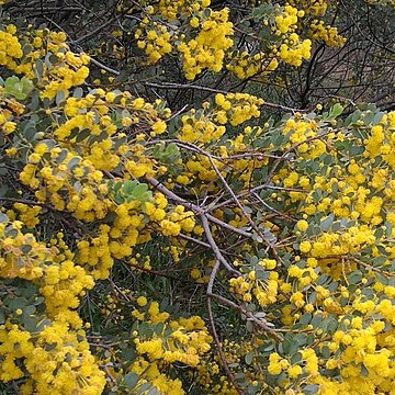 Acacia brachybotrya unspecified picture