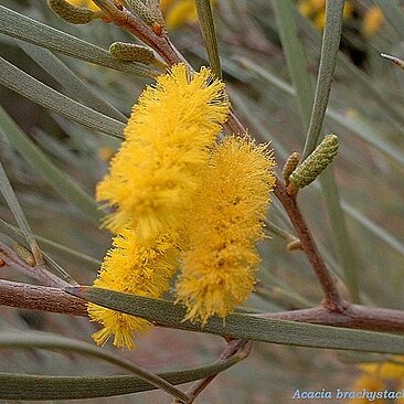 Acacia brachystachya unspecified picture