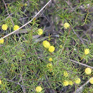 Acacia brownii unspecified picture