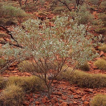 Acacia bivenosa unspecified picture