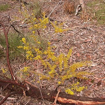 Acacia buxifolia unspecified picture