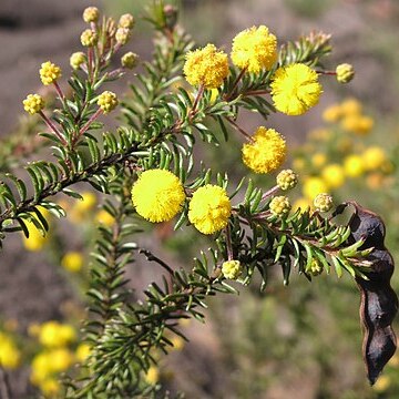 Acacia beadleana unspecified picture